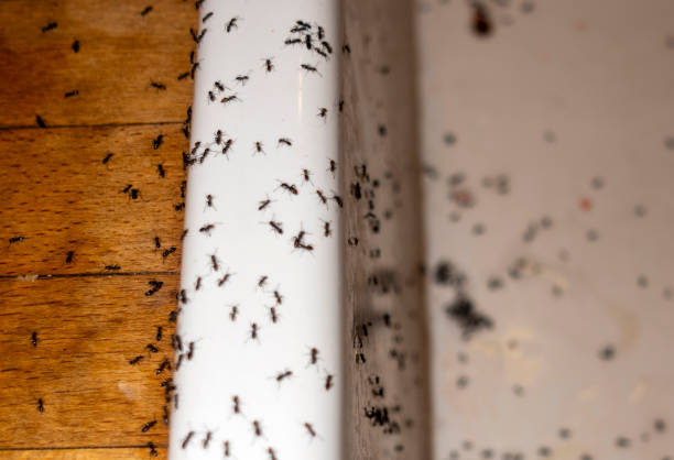 Best Best Pest Control Companies  in Jonesborough, TN