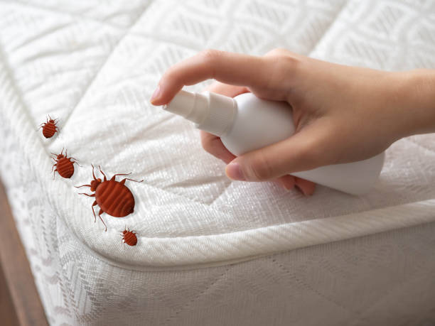 Best Local Pest Control Services  in Jonesborough, TN