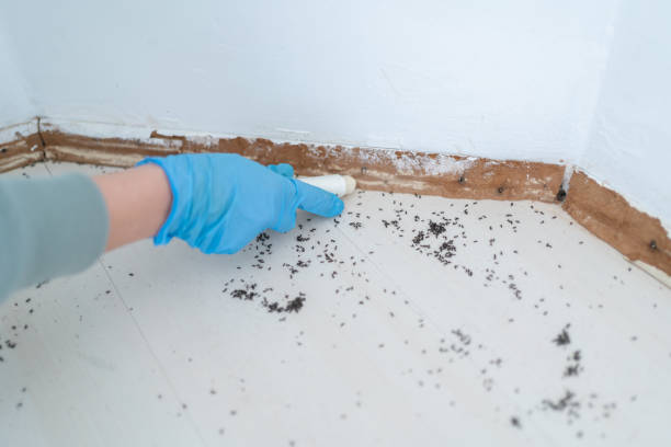 Best Pest Prevention Services  in Jonesborough, TN